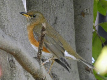 2021年12月22日(水) 石神井公園の野鳥観察記録