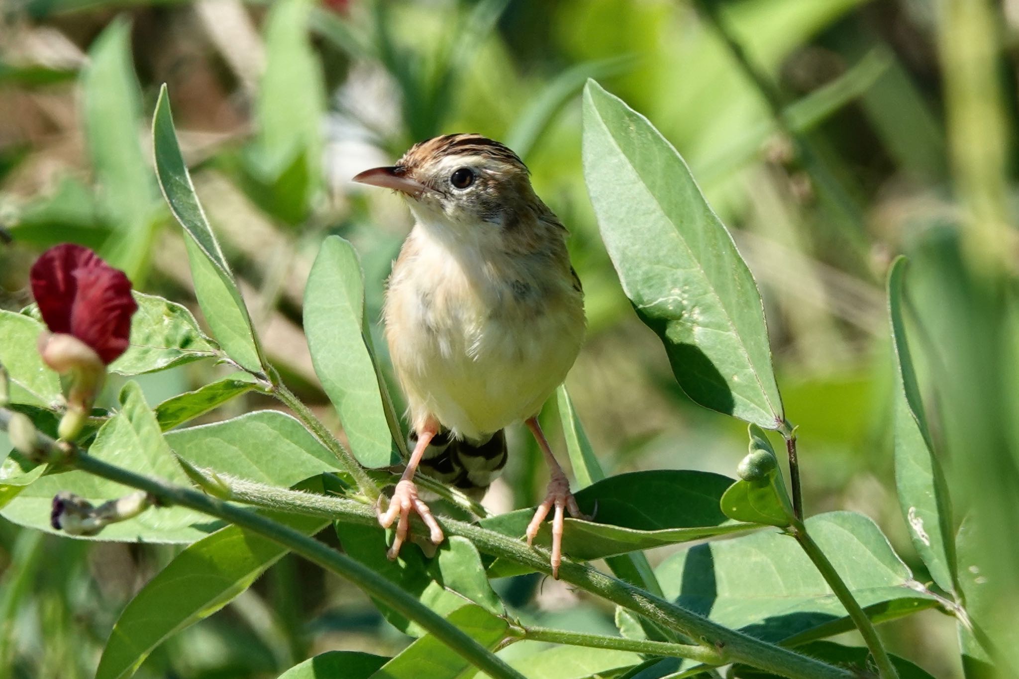 Zitting Cisticola