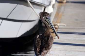 Brown Pelican