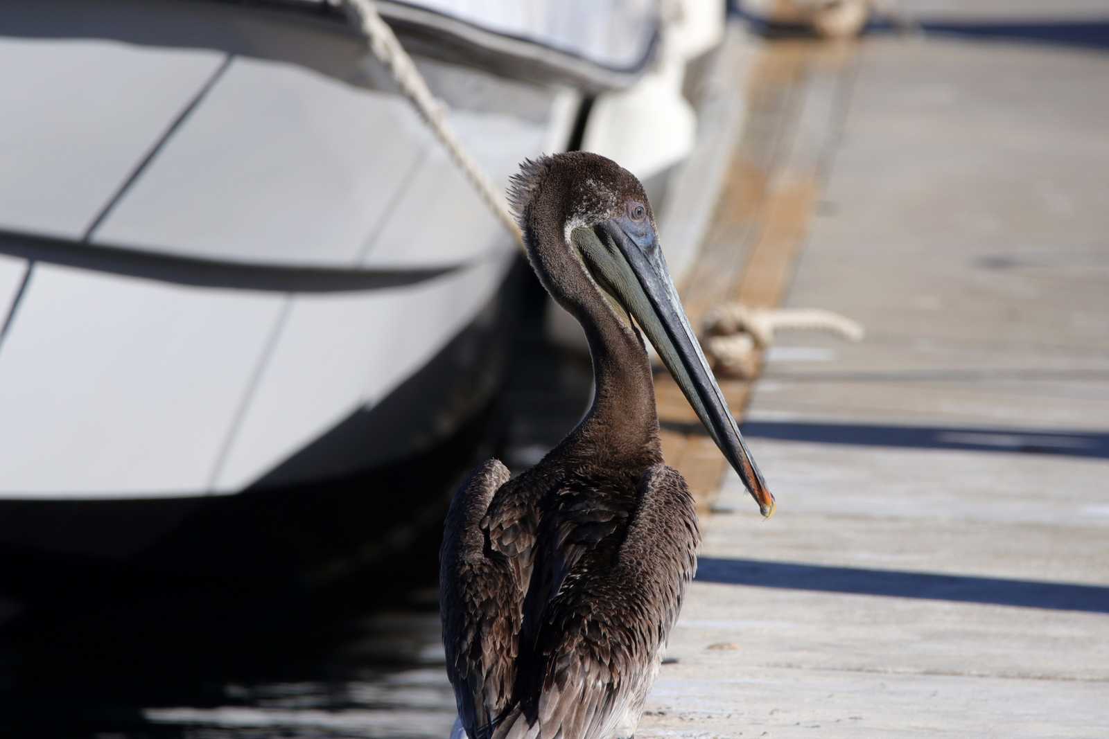Photo of Brown Pelican at Puerto Los Cabos (Mexico) by とみやん