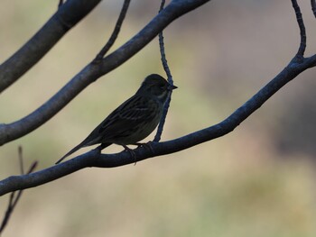 2021年12月22日(水) 舞岡公園の野鳥観察記録