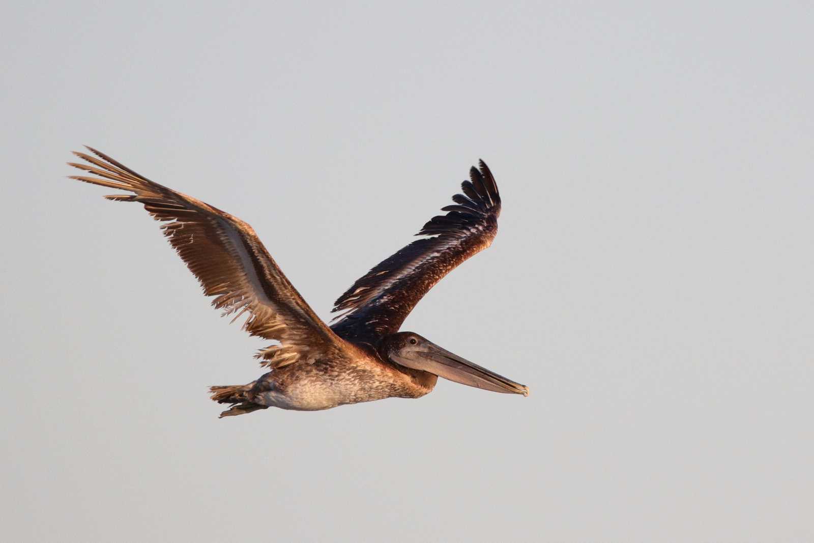 Photo of Brown Pelican at Puerto Los Cabos (Mexico) by とみやん