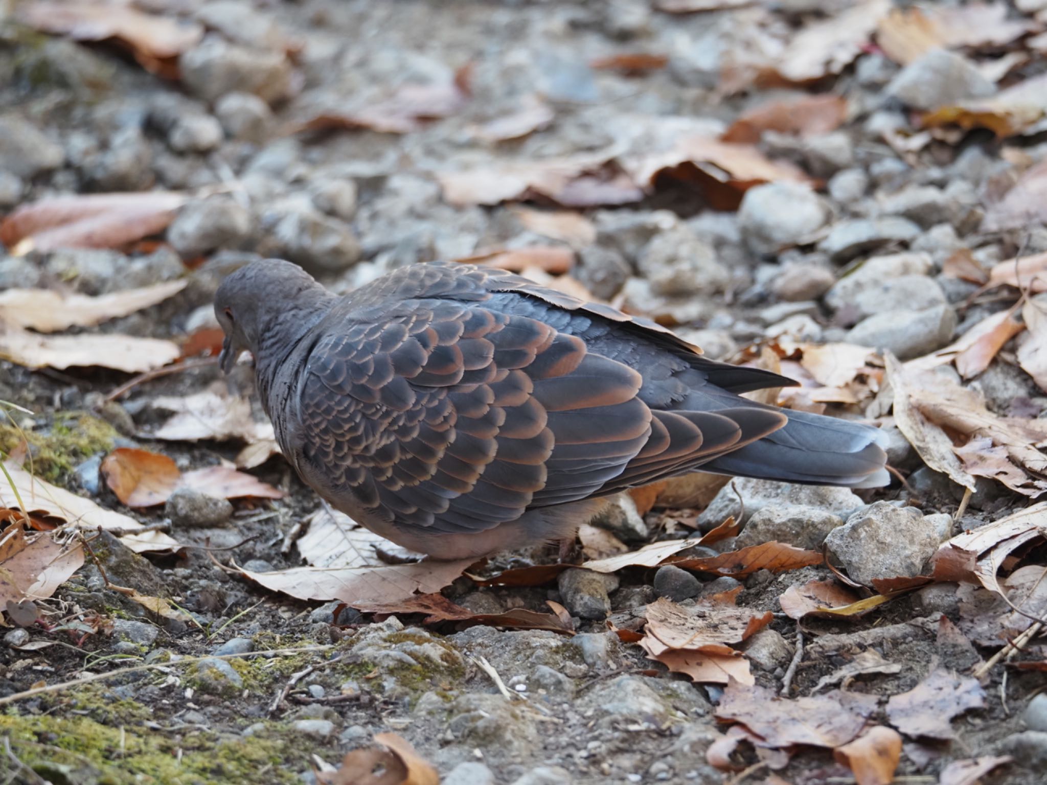 舞岡公園 キジバトの写真 by メメタァ