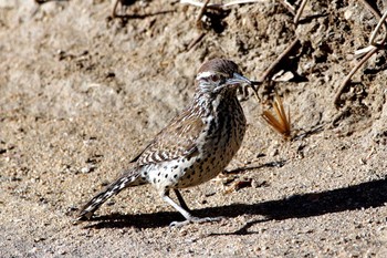 Cactus Wren Puerto Los Cabos (Mexico) Sat, 5/6/2017