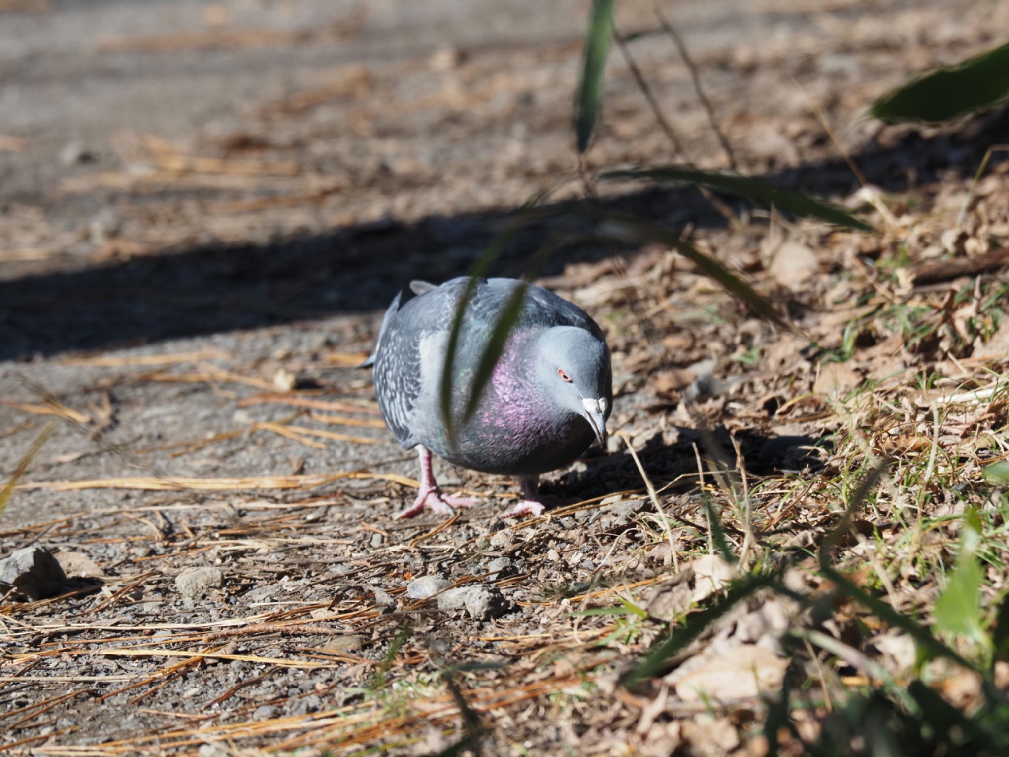 舞岡公園 カワラバトの写真 by メメタァ