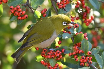 メジロ 水元公園 2021年12月19日(日)