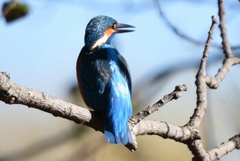 カワセミ 水元公園 2021年12月19日(日)