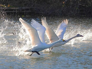 Tundra Swan 越辺川(埼玉県川島町) Wed, 12/22/2021