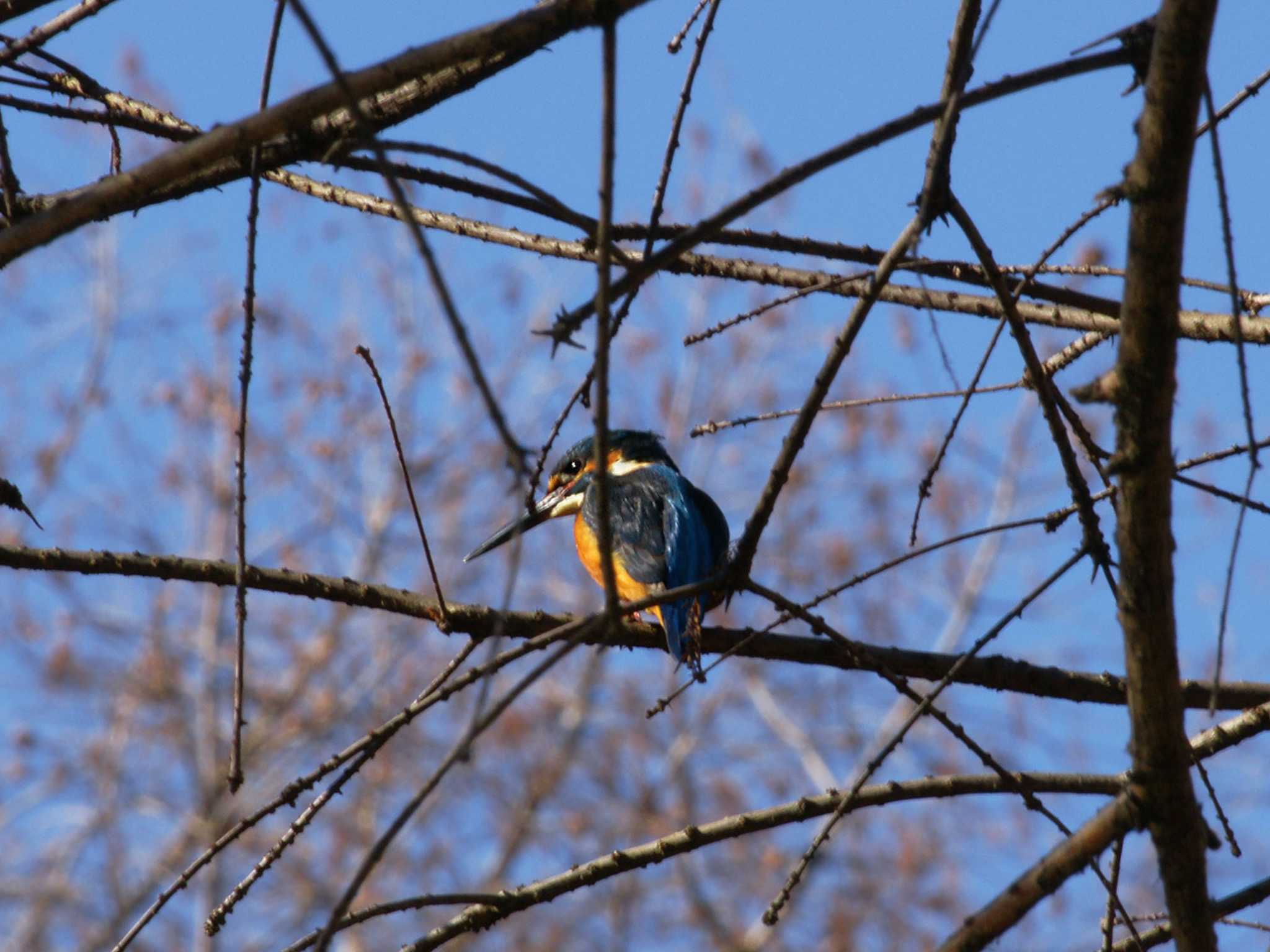 Photo of Common Kingfisher at Hikarigaoka Park by そくば