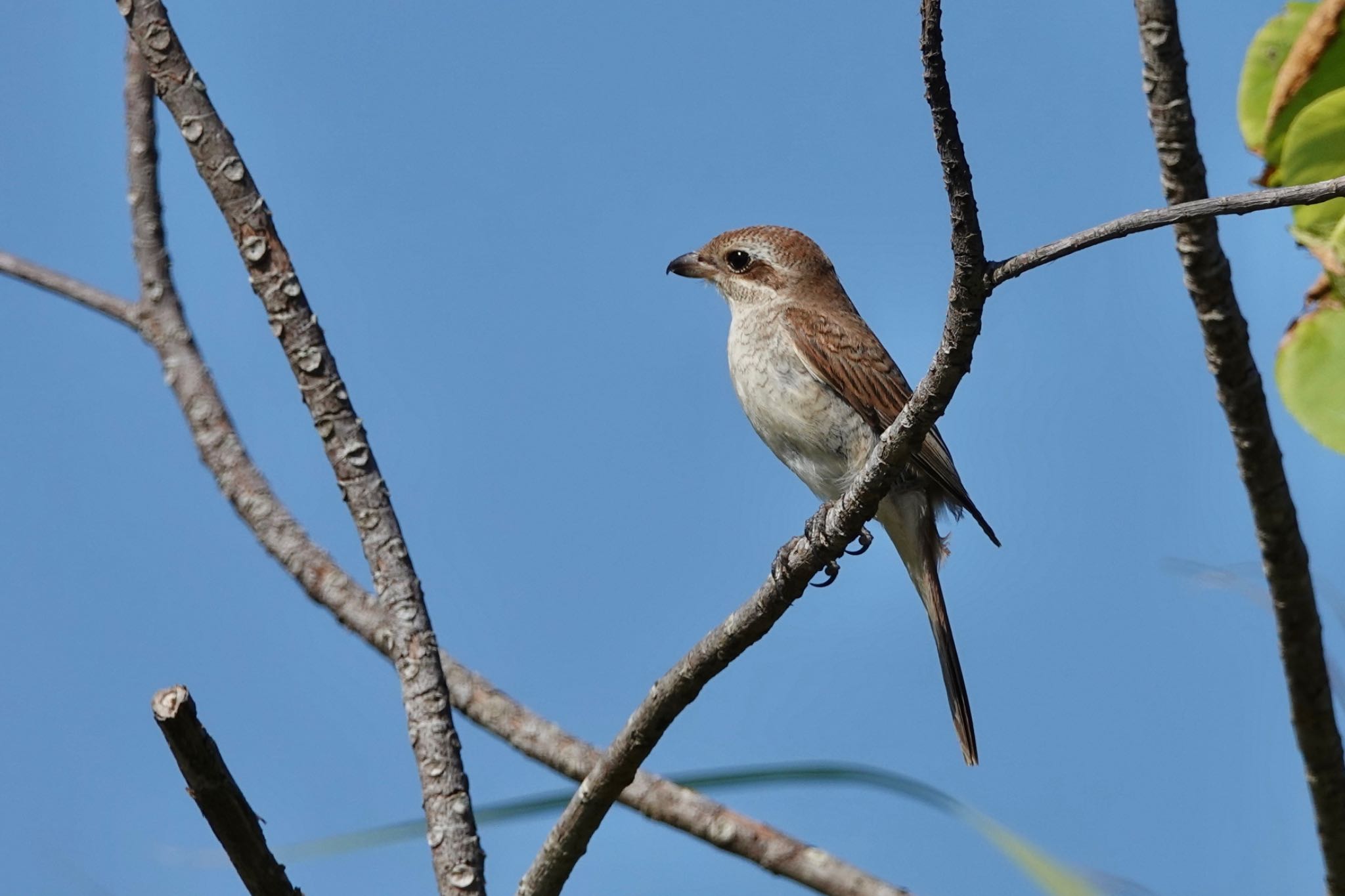 Photo of Brown Shrike(lucionensis) at Ishigaki Island by のどか