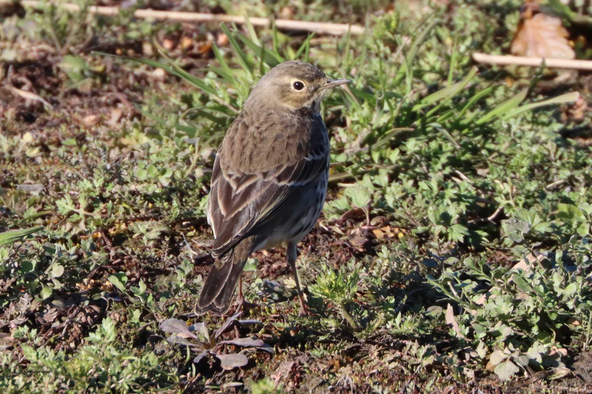 タヒバリ