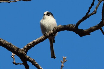 エナガ 秋ヶ瀬公園 2021年12月18日(土)