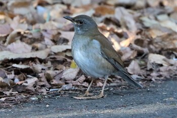 シロハラ 秋ヶ瀬公園 2021年12月18日(土)