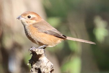 モズ 秋ヶ瀬公園 2021年12月18日(土)