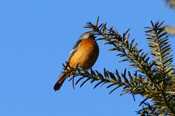 Daurian Redstart 東京都 Sun, 12/19/2021