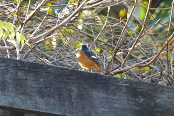 Daurian Redstart 東京都 Sun, 12/19/2021