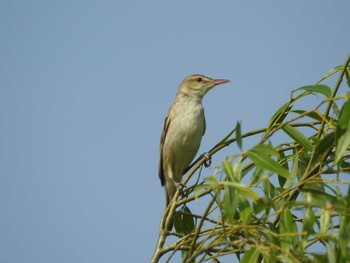 Black-browed Reed Warbler 手賀沼自然遊歩道 Sat, 6/10/2017