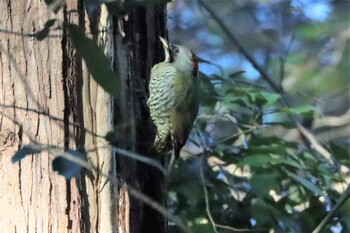 アオゲラ こども自然公園 (大池公園/横浜市) 2021年12月19日(日)