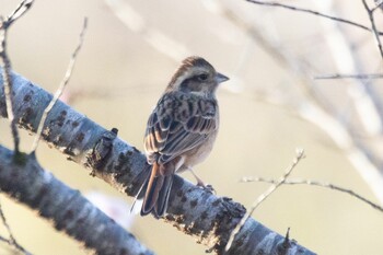 ホオジロ 羊山公園 2021年11月28日(日)