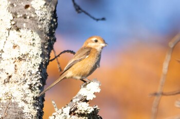 モズ 羊山公園 2021年11月28日(日)