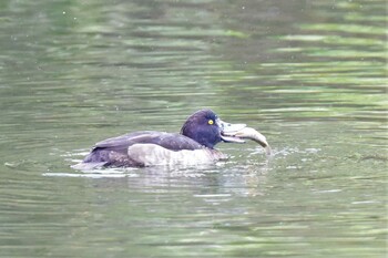 Tufted Duck Aobayama Park Sun, 12/19/2021