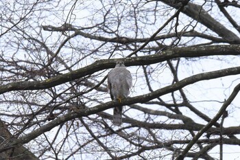 Eurasian Sparrowhawk Aobayama Park Sun, 12/19/2021