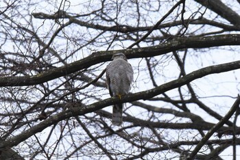 Eurasian Sparrowhawk Aobayama Park Sun, 12/19/2021