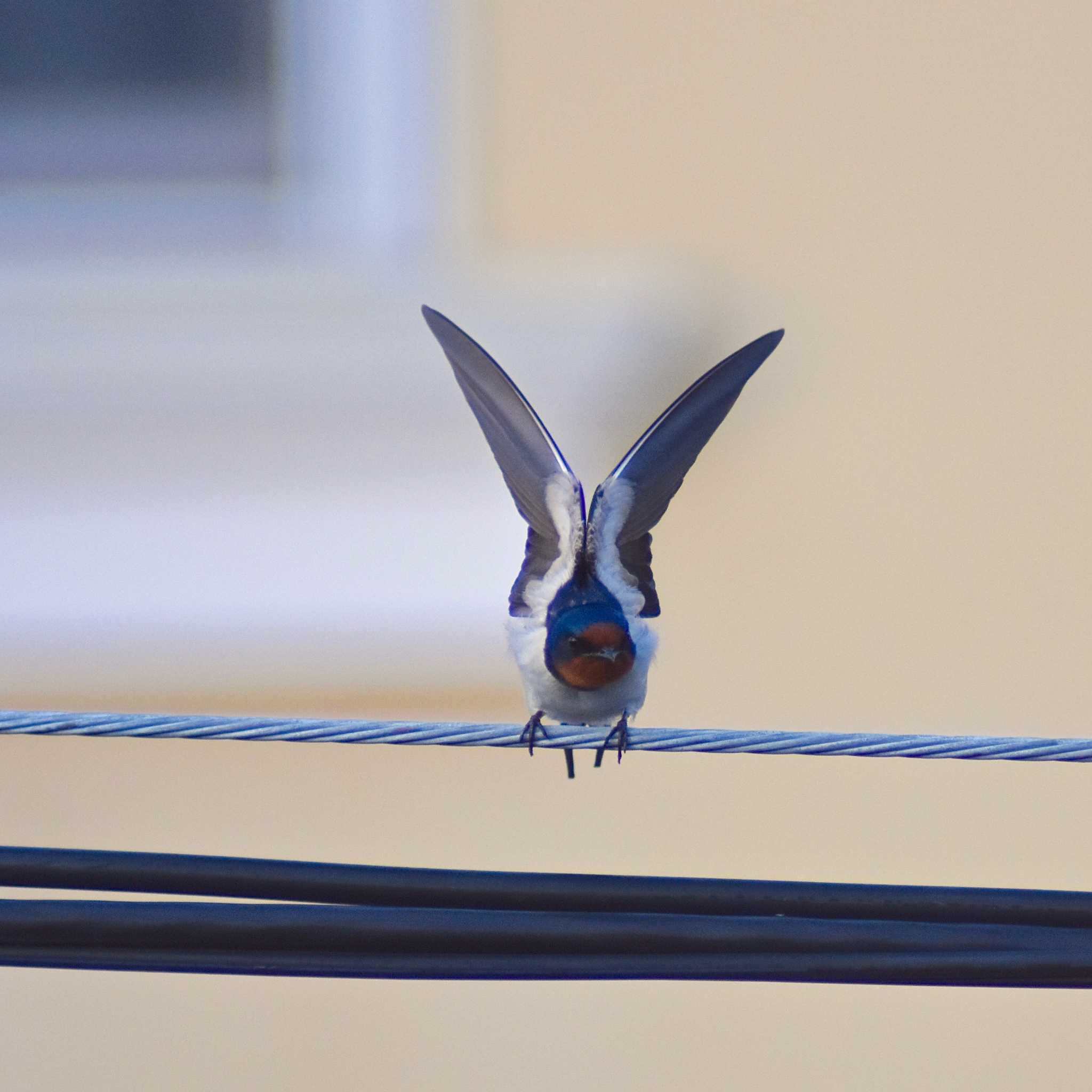 Photo of Barn Swallow at 奈良市 by veritas_vita