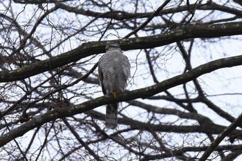 Eurasian Sparrowhawk Aobayama Park Sun, 12/19/2021