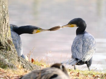 Great Cormorant 洞峰公園 Sun, 12/12/2021