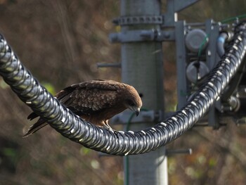 2021年12月21日(火) 河原城址付近の野鳥観察記録