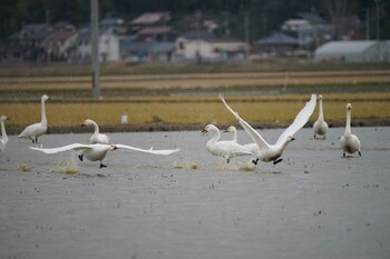 Tundra Swan 潟ノ内(島根県松江市) Wed, 12/22/2021