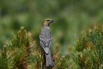 Pine Grosbeak 大雪山国立公園(北海道) Sat, 6/26/2021