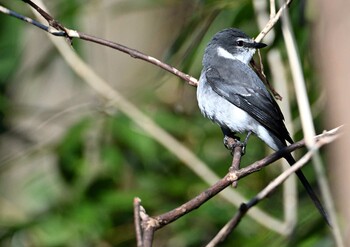 2021年12月19日(日) 座間谷戸山公園の野鳥観察記録