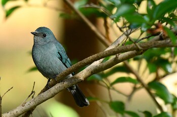 2021年12月17日(金) 新宿御苑の野鳥観察記録