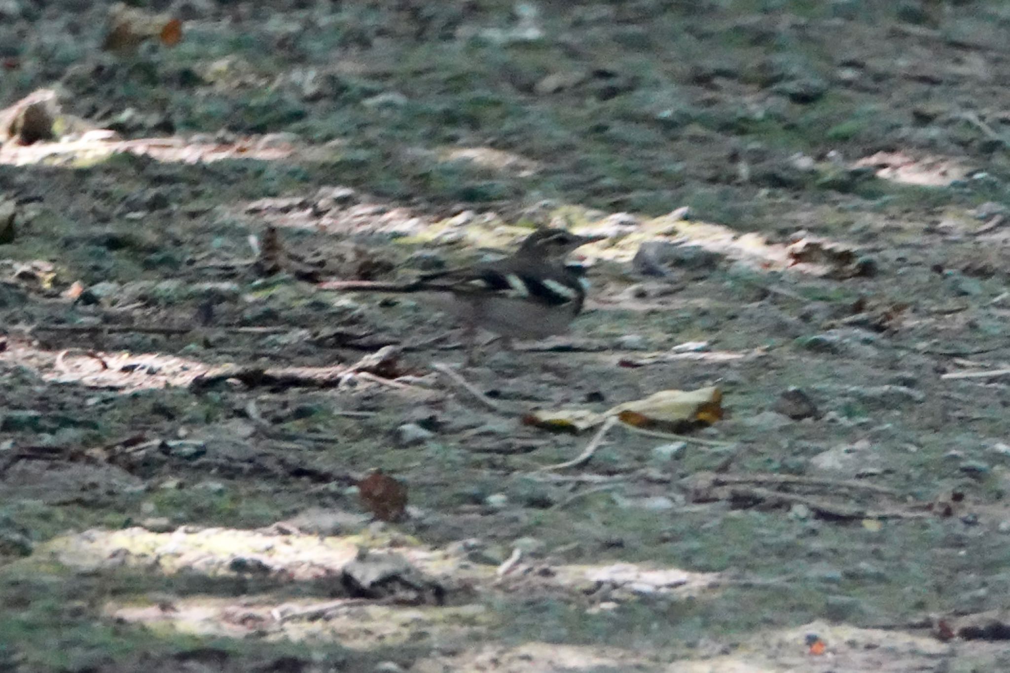 Photo of Forest Wagtail at Ishigaki Island by のどか