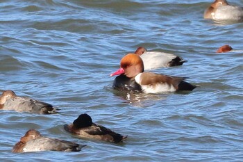 Red-crested Pochard 滋賀県 Thu, 12/9/2021