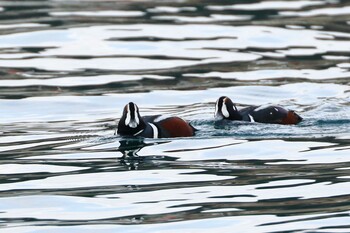 Harlequin Duck 北海道 Tue, 12/21/2021