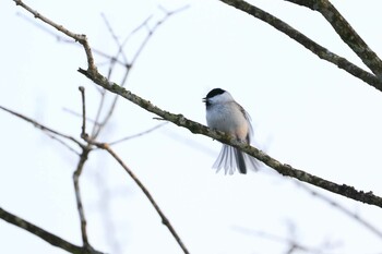 Marsh Tit 北海道 Tue, 12/21/2021