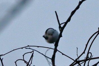 Long-tailed tit(japonicus) 北海道 Tue, 12/21/2021