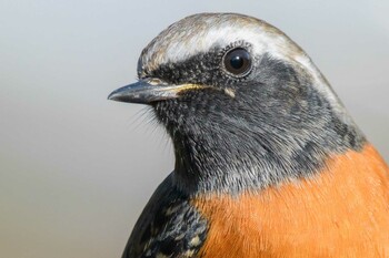 Daurian Redstart 追分市民の森 Wed, 12/22/2021