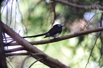 Black Paradise Flycatcher 奈良県 Sat, 6/10/2017