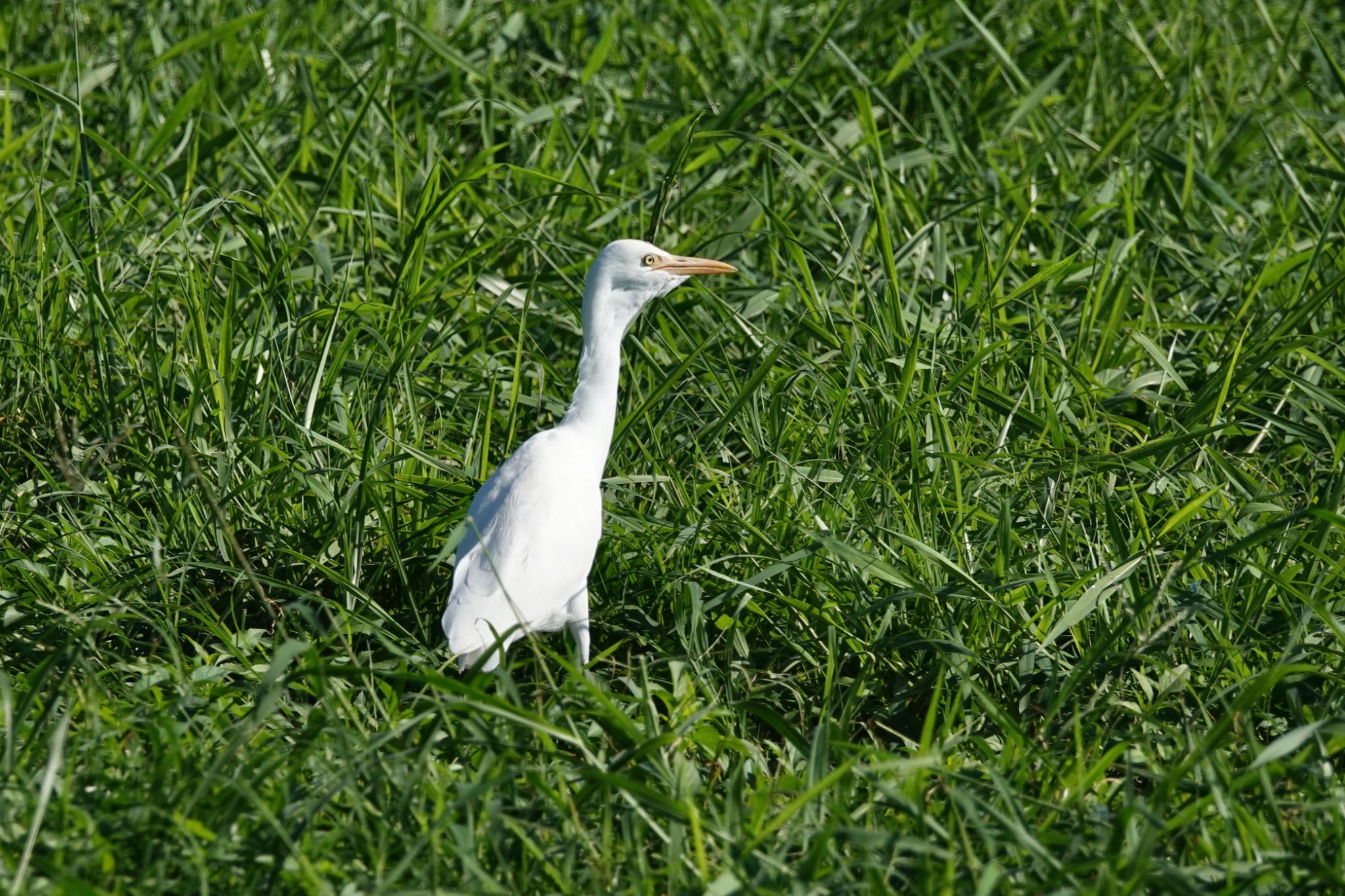 Eastern Cattle Egret