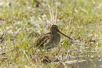 Common Snipe 福井県若狭和田 Sat, 3/18/2017