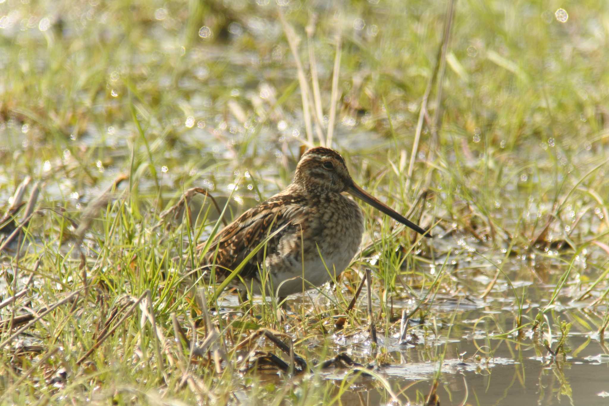 Photo of Common Snipe at 福井県若狭和田 by Hiroshi Hayashi