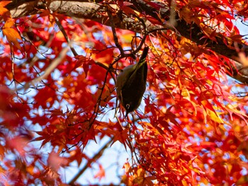 メジロ 境川 2021年12月18日(土)