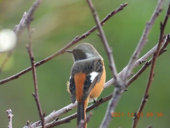 Daurian Redstart 恩納村 Thu, 12/23/2021