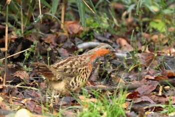 Chinese Bamboo Partridge 八王子 Sun, 12/19/2021