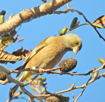 2021年12月19日(日) 湘南国際村の野鳥観察記録