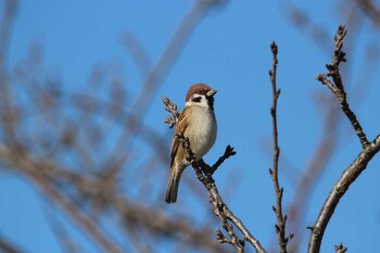 Eurasian Tree Sparrow Isanuma Thu, 12/23/2021